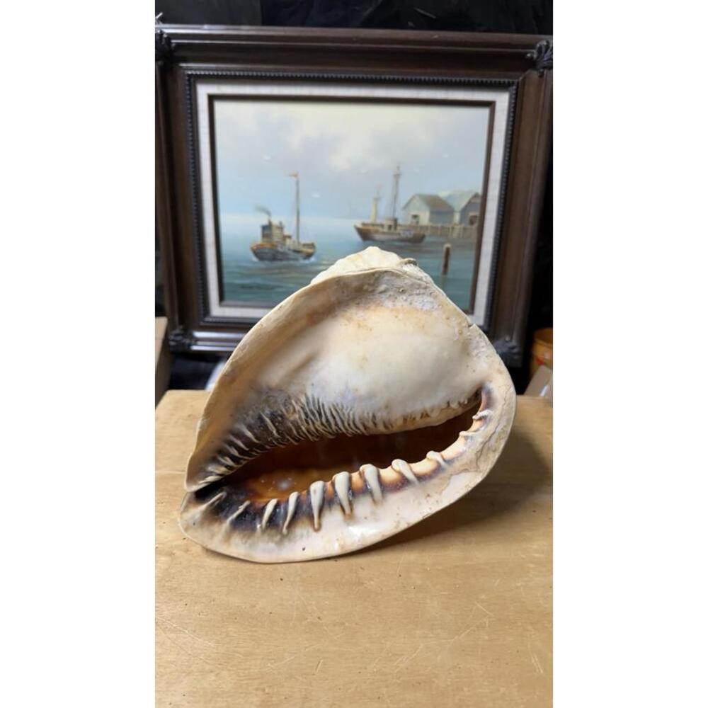 Large Natural Sea Shell Decorative Conch Nautical Beach Decor